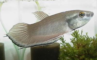 Betta breviobesus